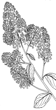 Säckelblume
