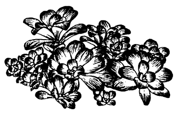 Sempervivum