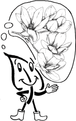 Magnolienträume