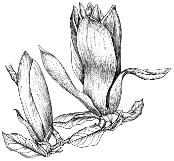 Tulpenmagnolie