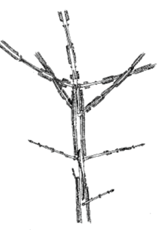 Euonymus alatus