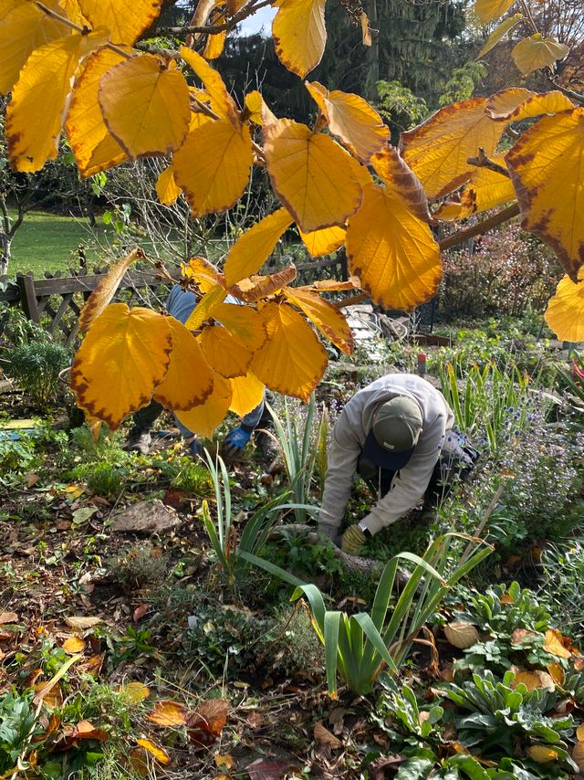 Herbstpflanzung