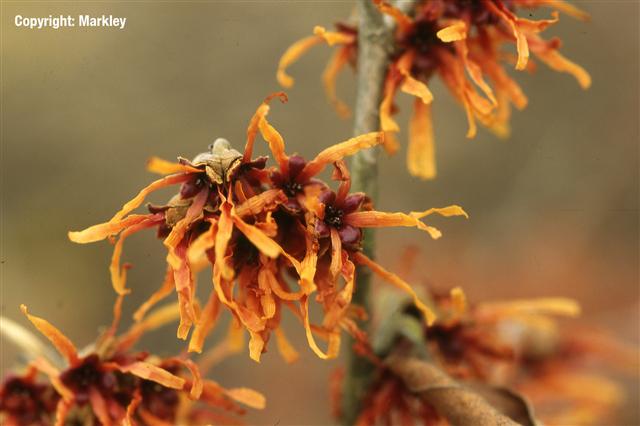 hamamelis intermedia jelena