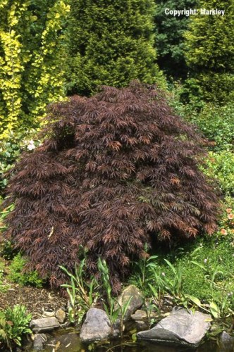 Acer palmatum 'Garnet' ('Dissectum Garnet')