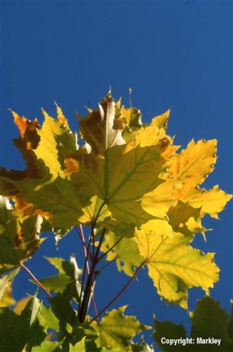 Acer platanoides