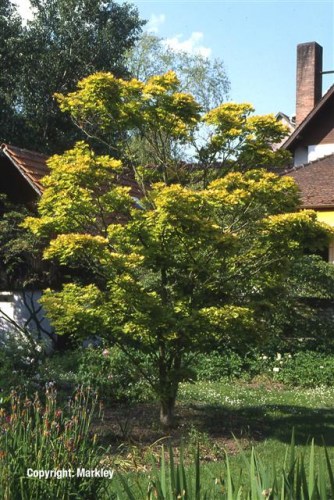 Acer shirasawanum 'Aureum'