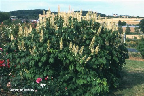 Aesculus parviflora