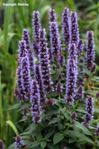Agastache rugosa 'Blue Fortune'