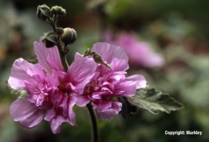 Alcea 'Parkrondell' (Alcalthaea suffrutescens 'Parkrondell')