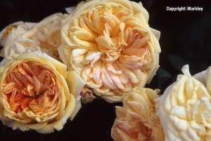 Rosa 'Alchymist'