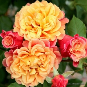 Rosa 'Aloha'  - R -