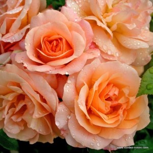 Rosa 'Aprikola' -R-