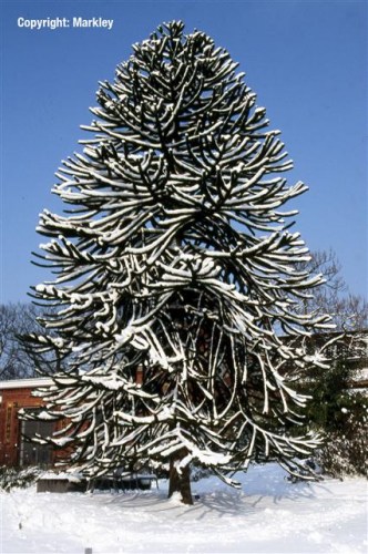 Araucaria araucana
