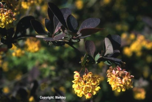 Berberis thunbergii 'Atropurpurea'
