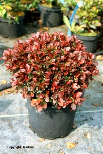 Berberis thunbergii 'Bagatelle'
