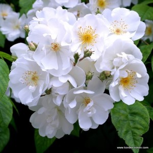 Rosa 'Bobbie James'