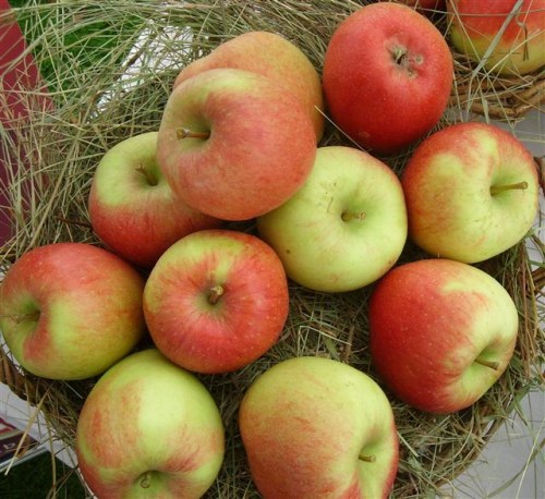 Malus 'Braeburn'