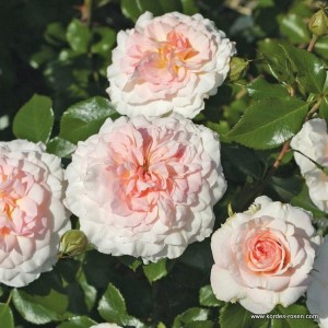 Rosa 'Bremer Stadtmusikanten' -R-