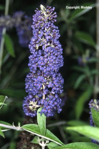 Buddleja davidii 'Adonis Blue'