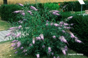 Buddleja davidii 'Nanho Blue'