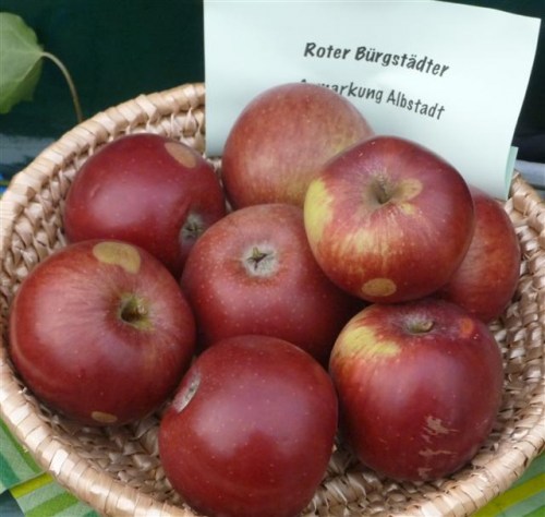 Malus 'BÃ¼rgstÃ¤dter Roter'