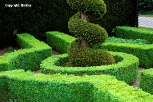Buxus sempervirens 'Suffruticosa'