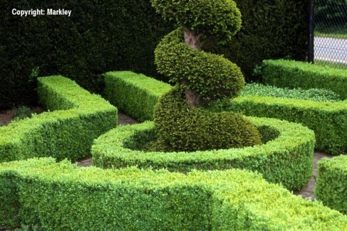 Buxus sempervirens 'Suffruticosa'