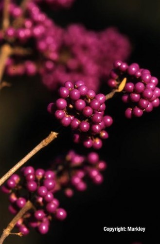 Callicarpa bodinieri var. giraldii