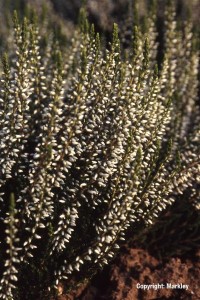 Calluna vulgaris 'Alicia'