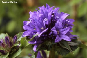 Campanula glomerata 'Acaulis'