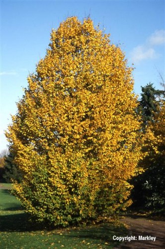 Carpinus betulus