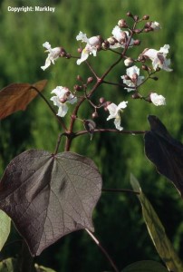 Catalpa erubescens 'Purpurea'