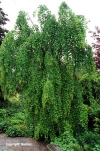 Cercidiphyllum japonicum 'Pendulum'