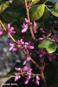 Cercis chinensis 'Avondale'