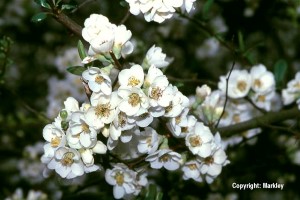 Chaenomeles-Sorten