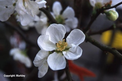 Chaenomeles superba 'Jet Trail'