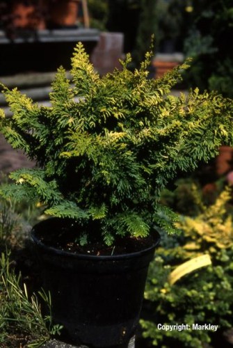 Chamaecyparis obtusa 'Tetragona Aurea'