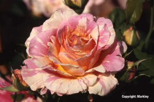 Rosa 'Claude Monet' -R-