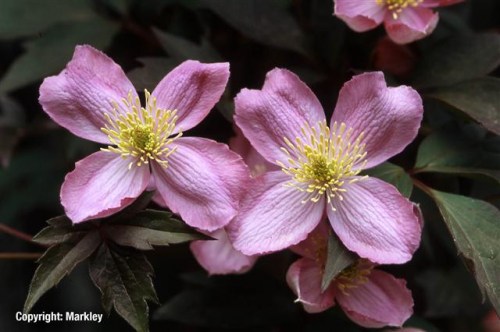 Clematis montana 'Tetrarose'