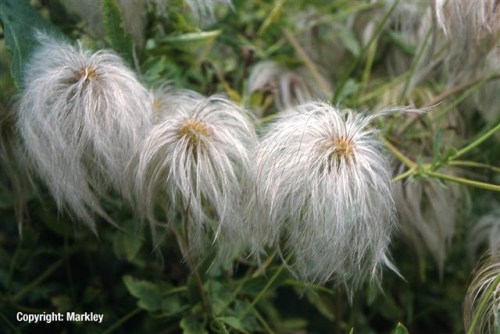 Clematis tangutica