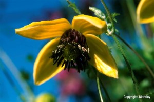Clematis tangutica 'Golden Tiara'