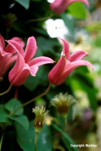 Clematis texensis 'The Princess of Wales'