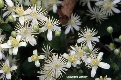 Clematis vitalba