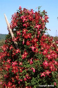 Clematis viticella 'Madame Julia Correvon'