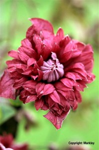 Clematis viticella 'Purpurea Plena Elegans'