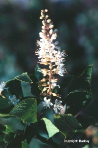 Clethra alnifolia