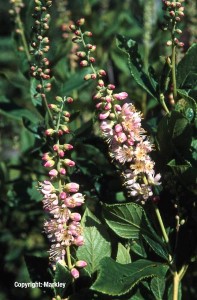 Clethra alnifolia 'Rosea'