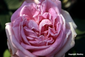 Rosa rugosa 'Conrad Ferdinand Meyer'