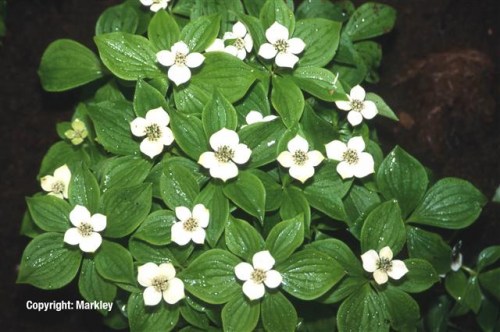 Cornus canadensis