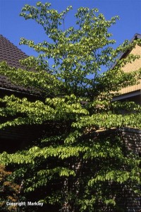 Cornus controversa